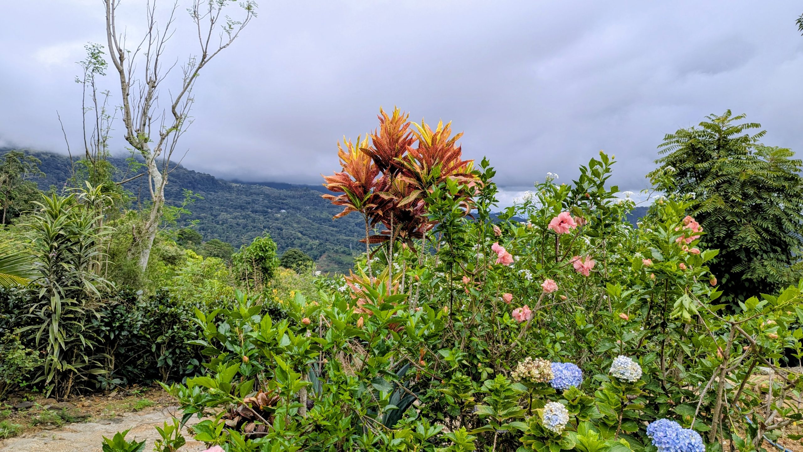 Croton