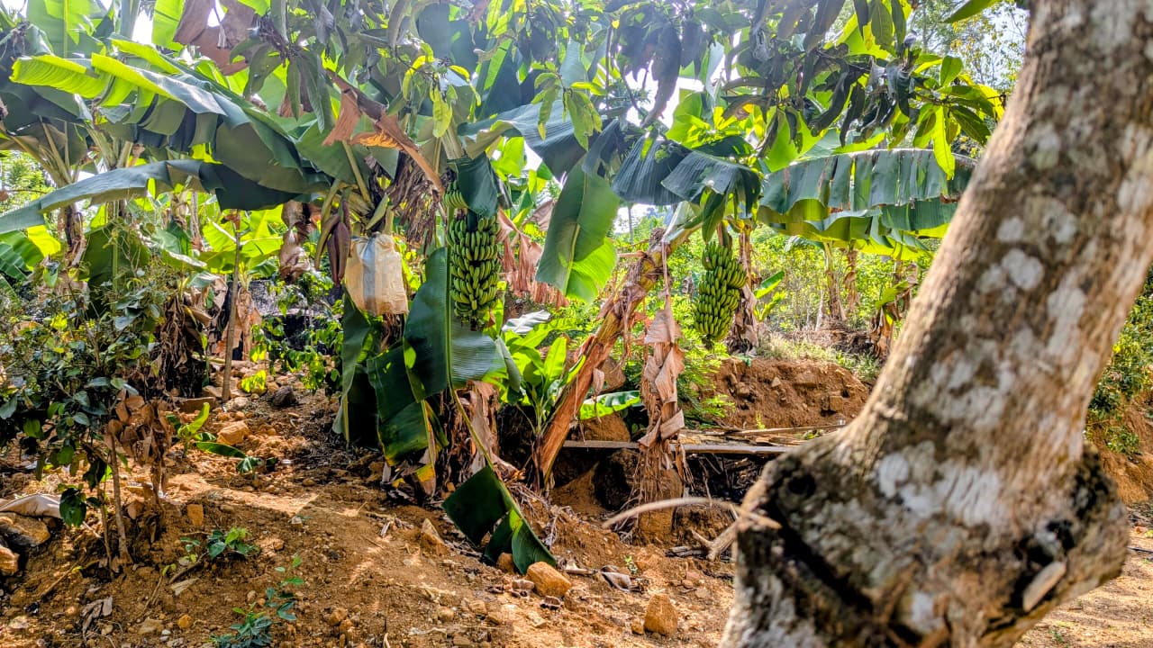 Banana Trees