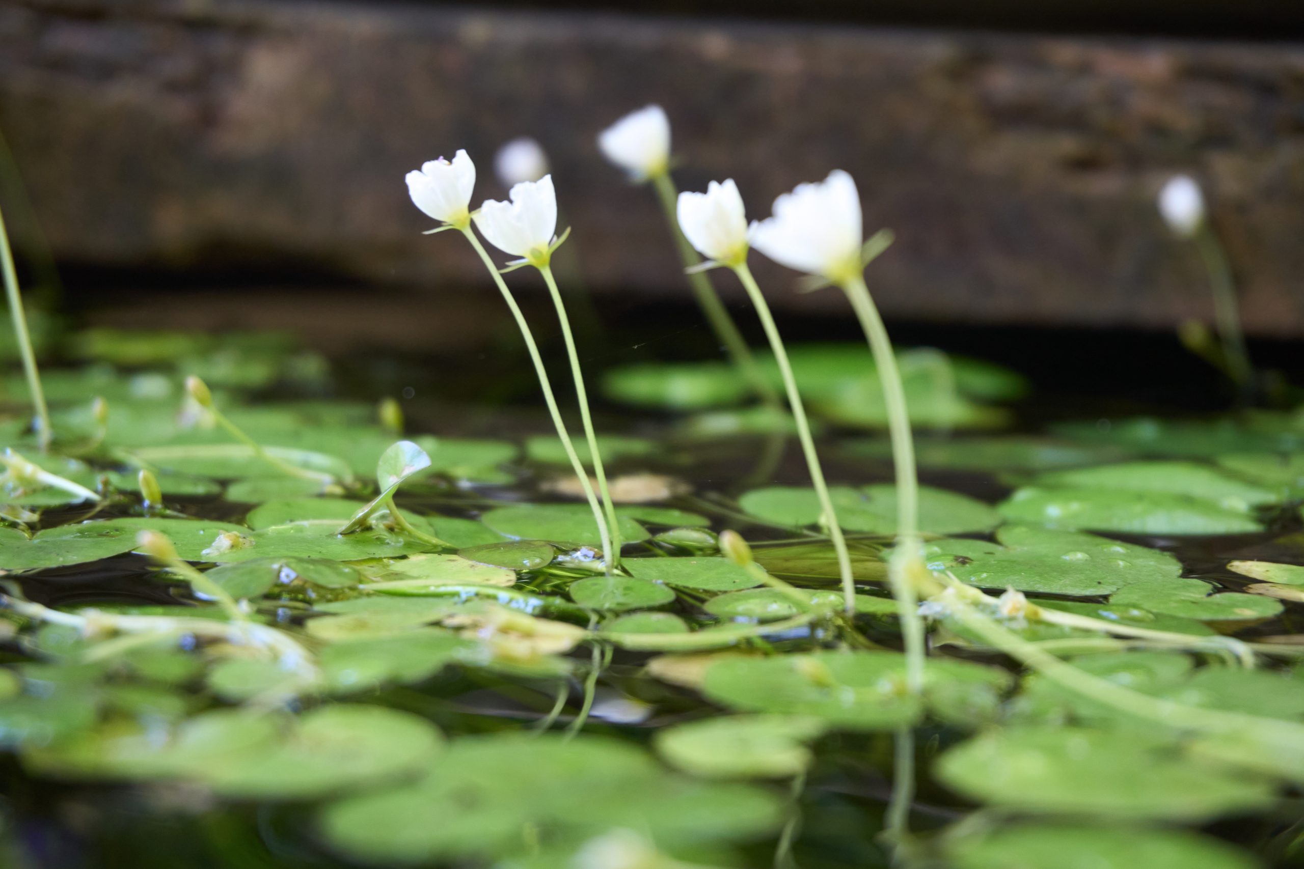 Frogbit Aquatic Plant