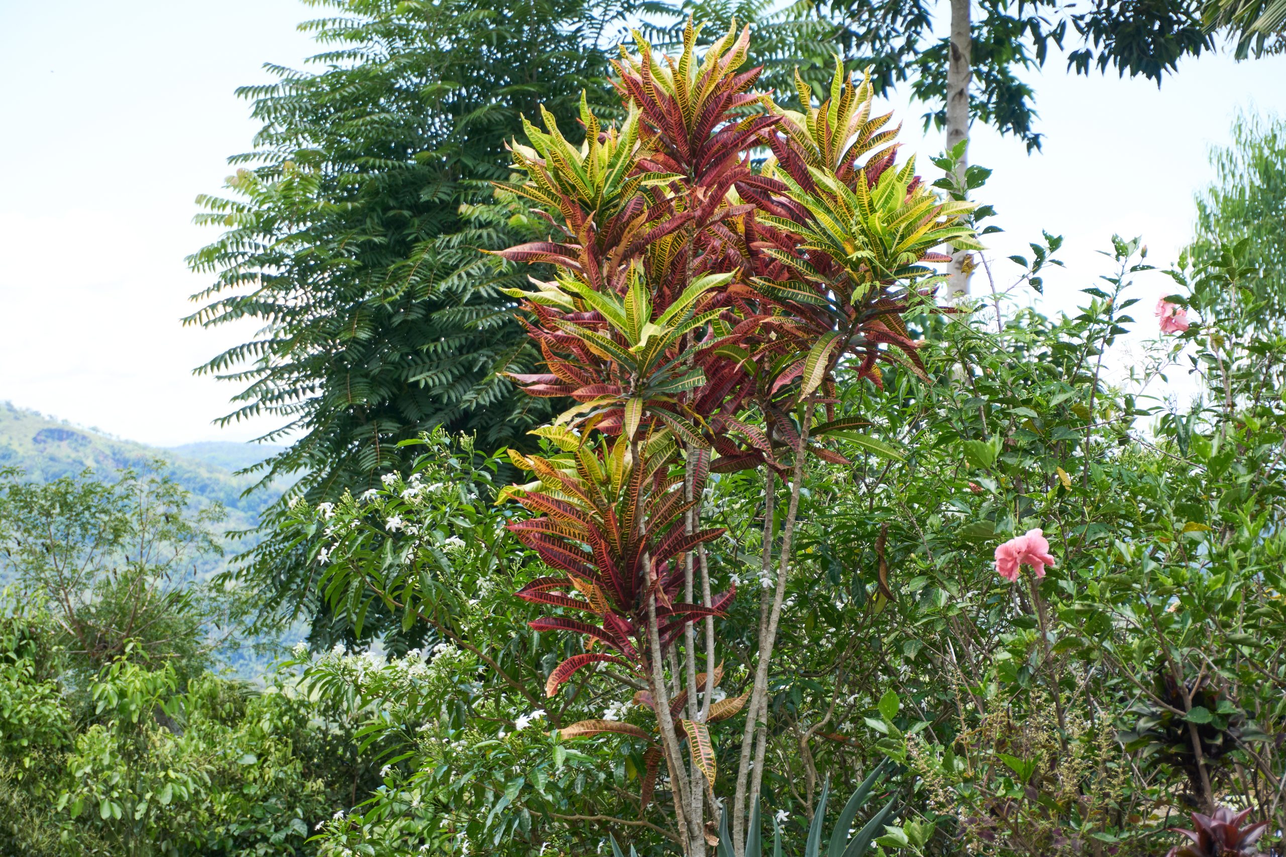 Croton