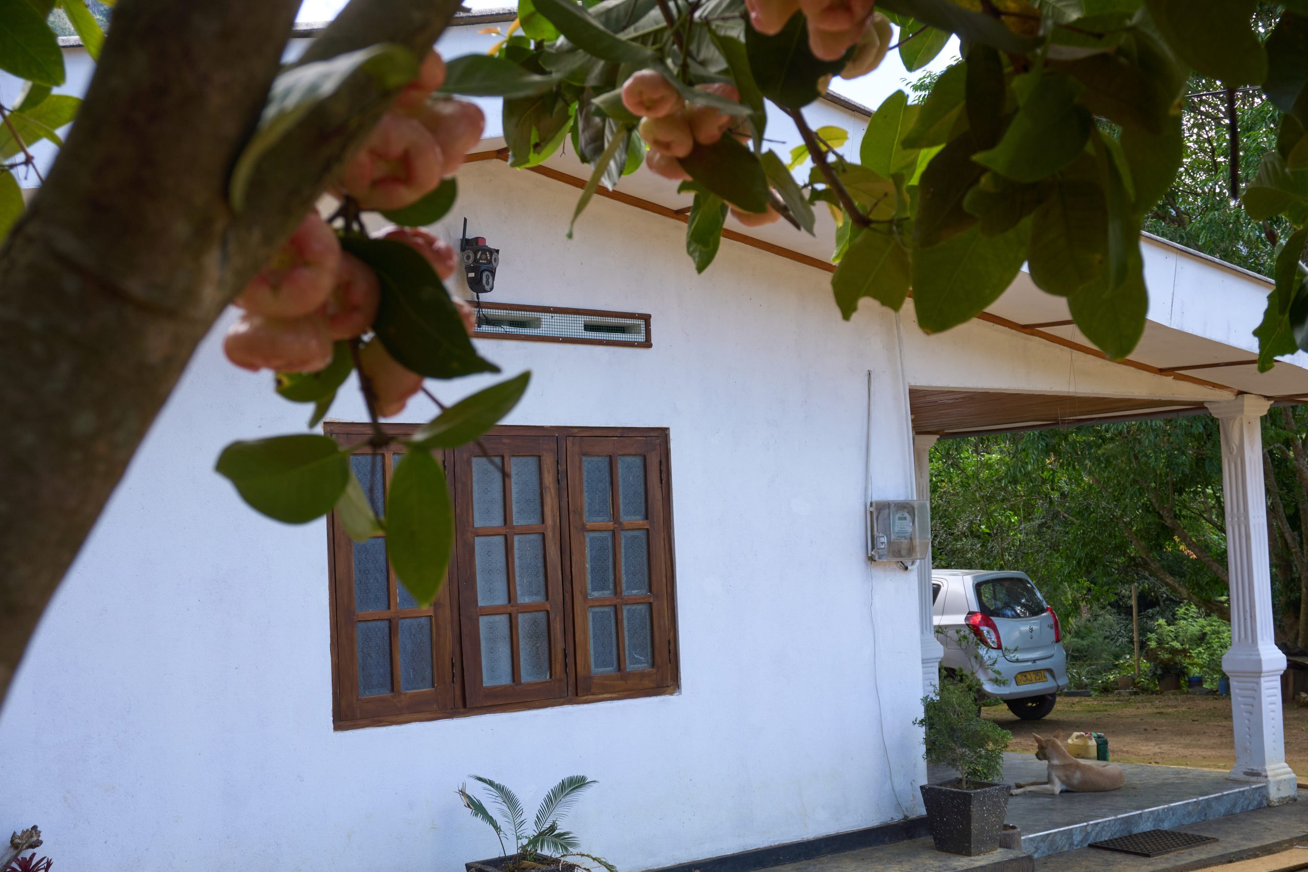 Rose Apple
