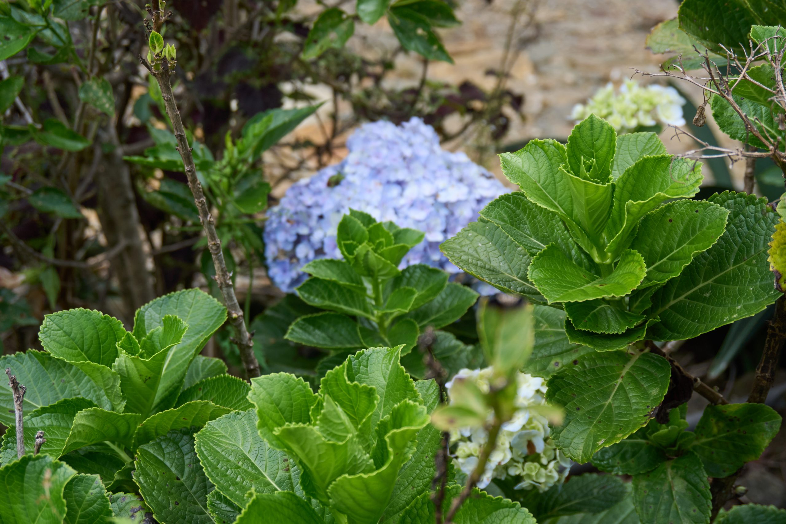 Hydrangea