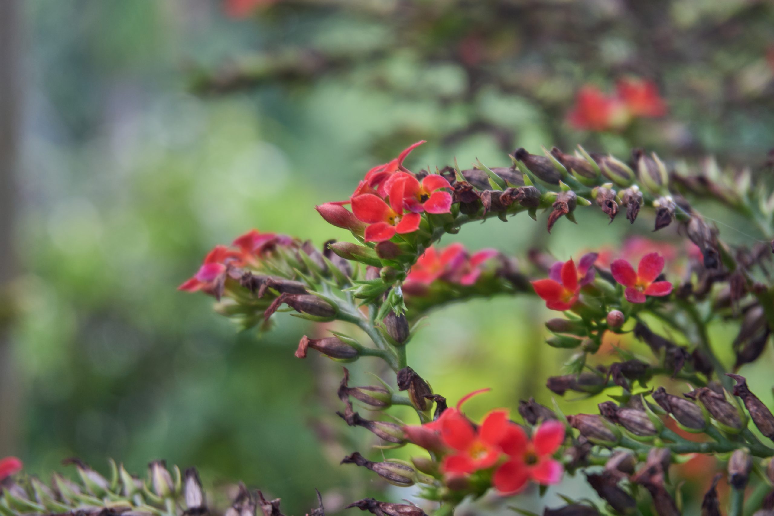 Kalanchoe blossfeldiana