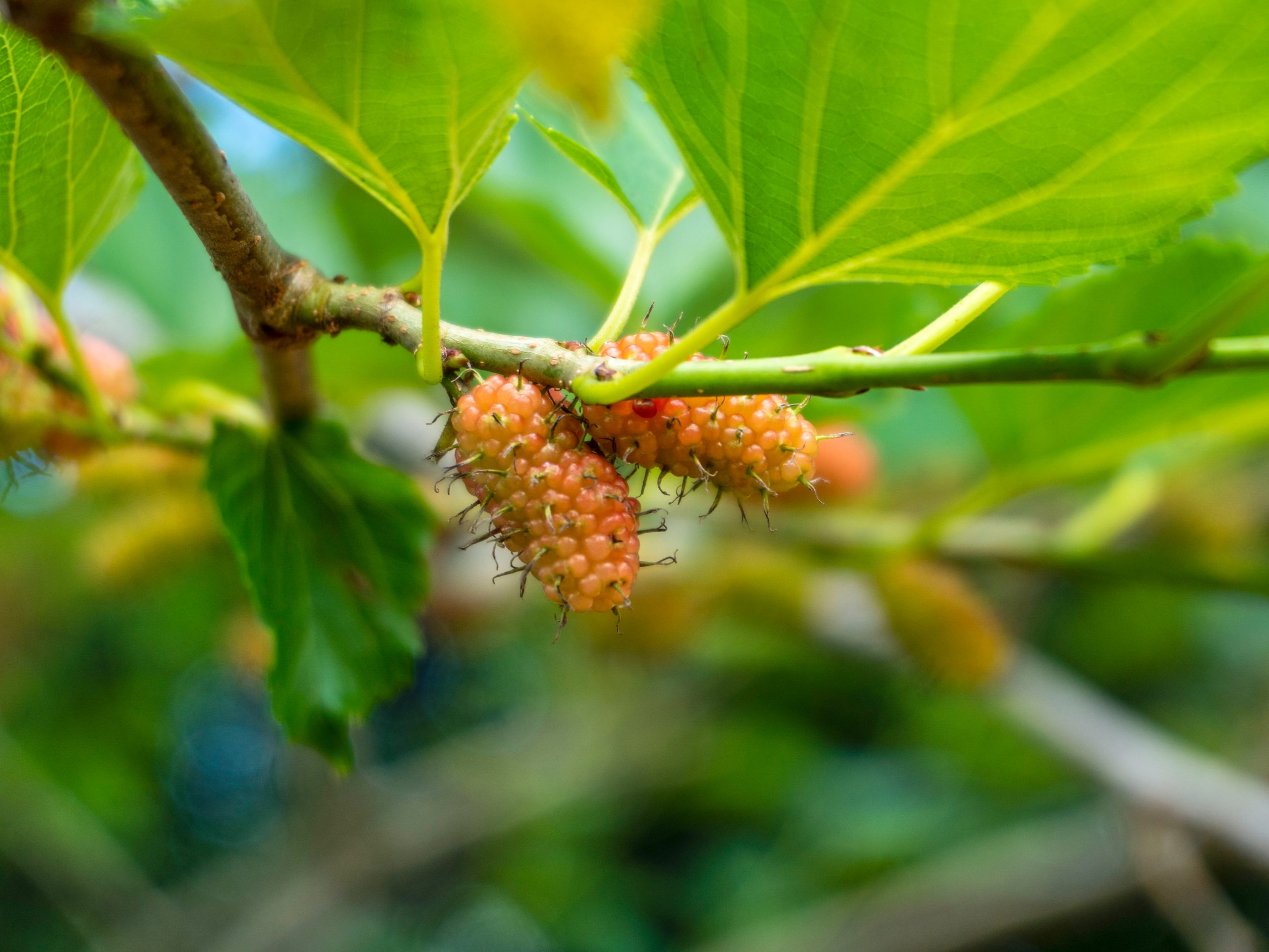 Mulberry plant