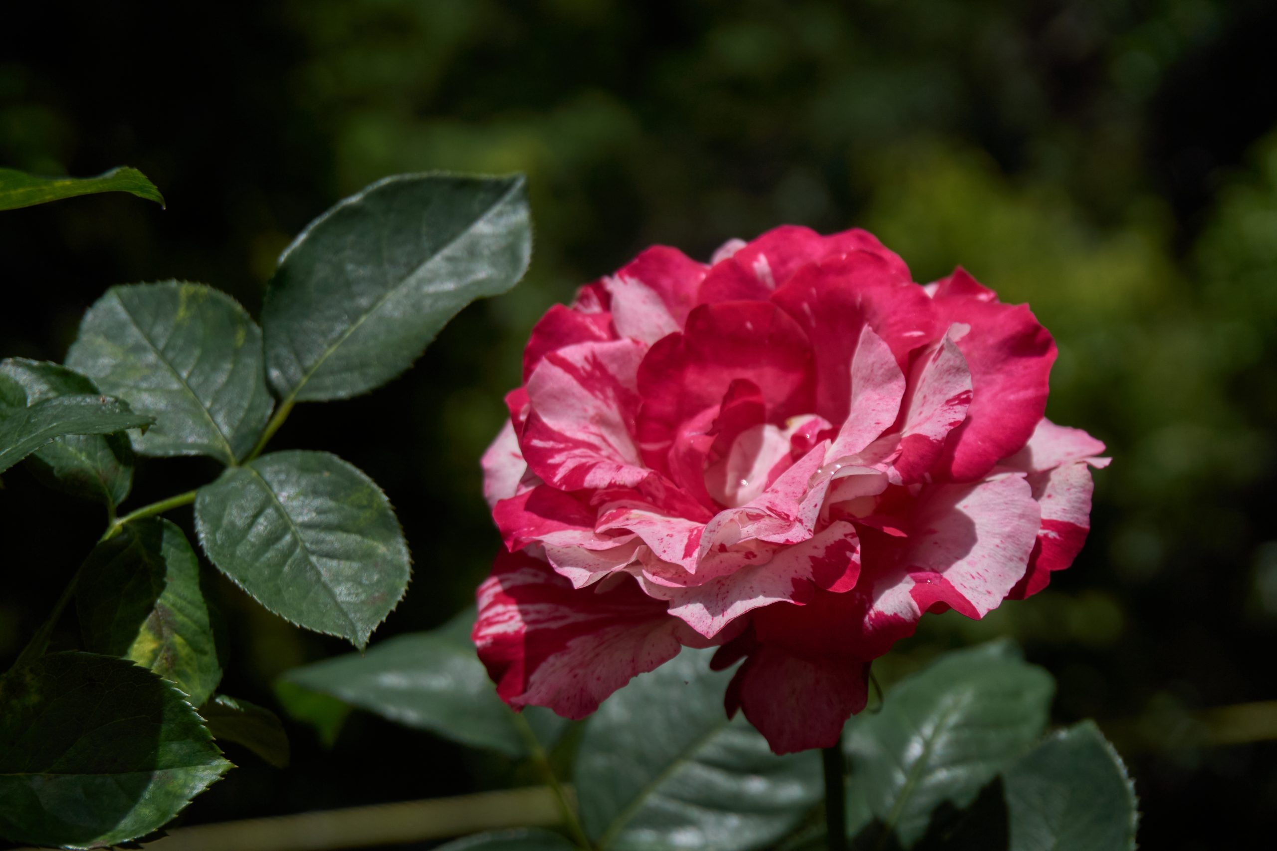 Red Rose