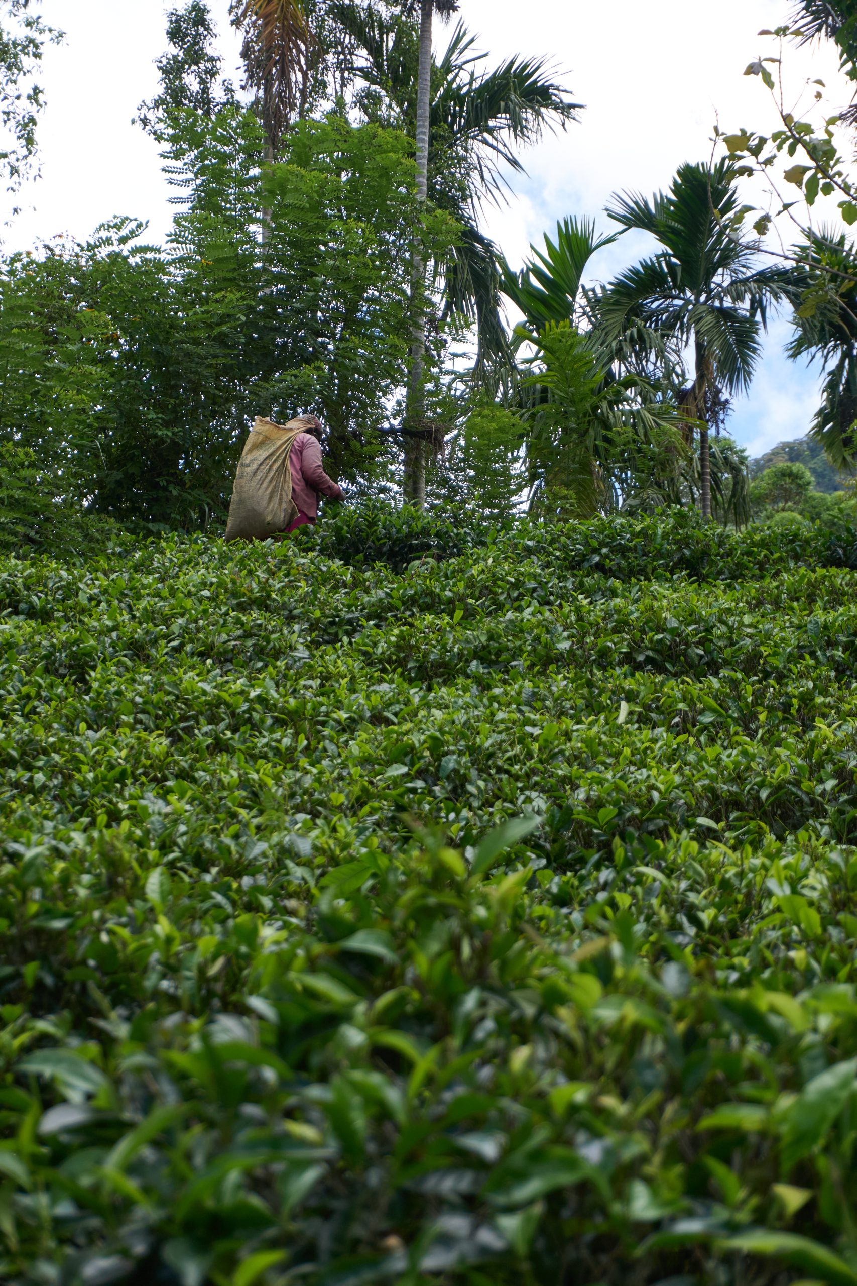 Tea Picking Lady