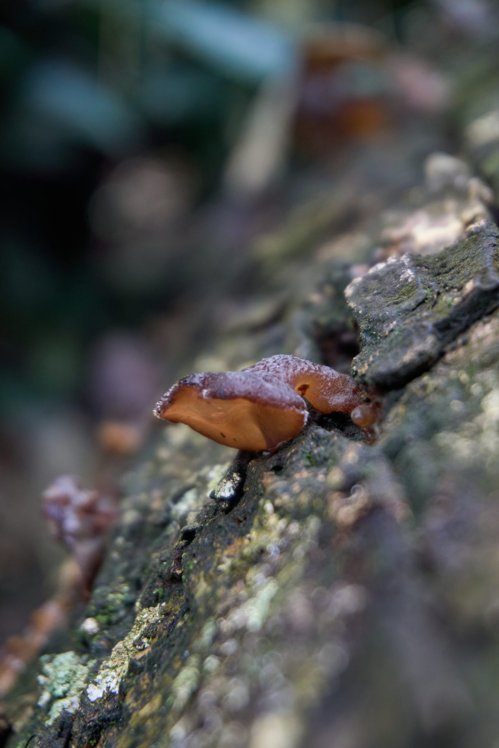 Mushrooms growing out of textured tree bark