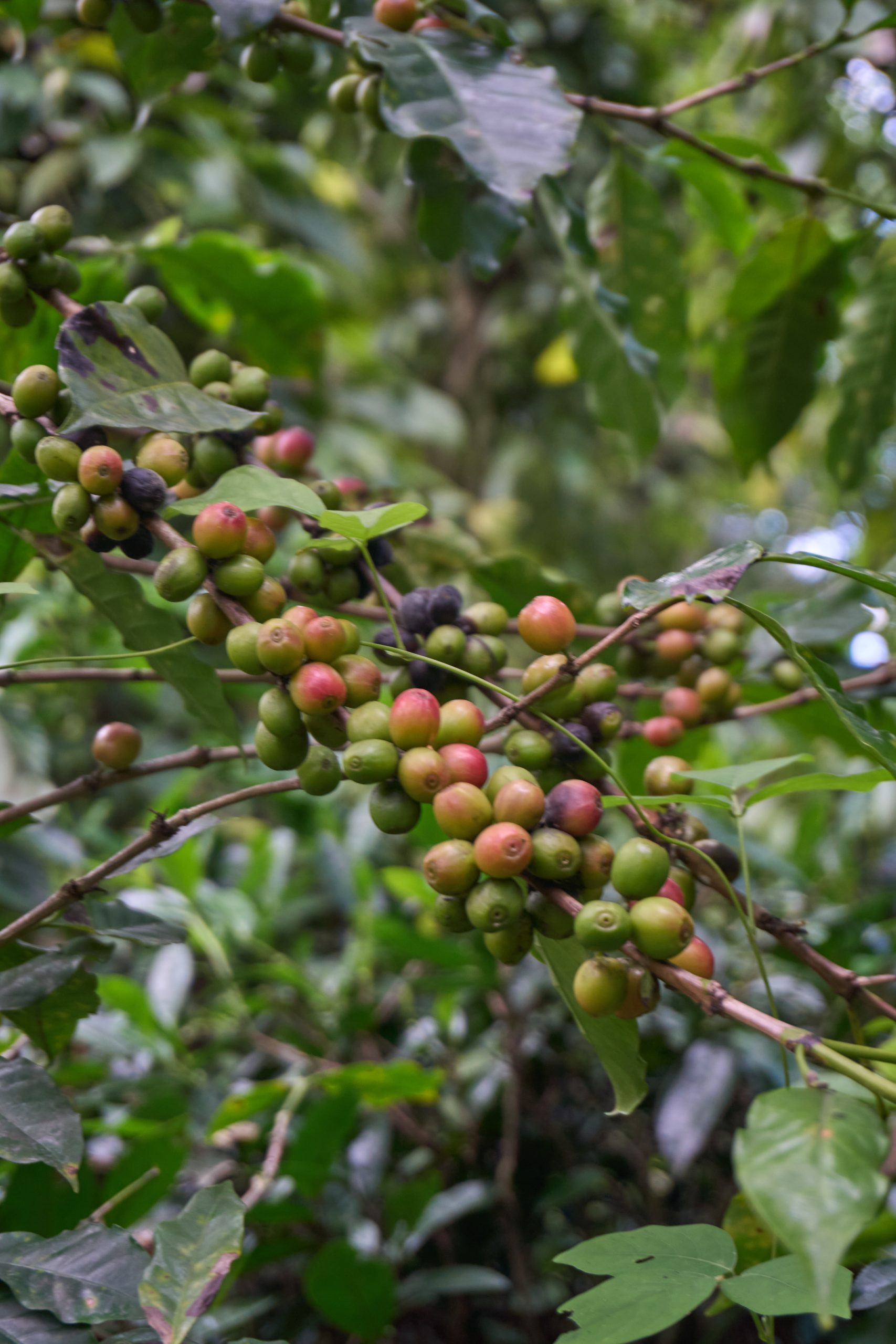 Cofee Seeds