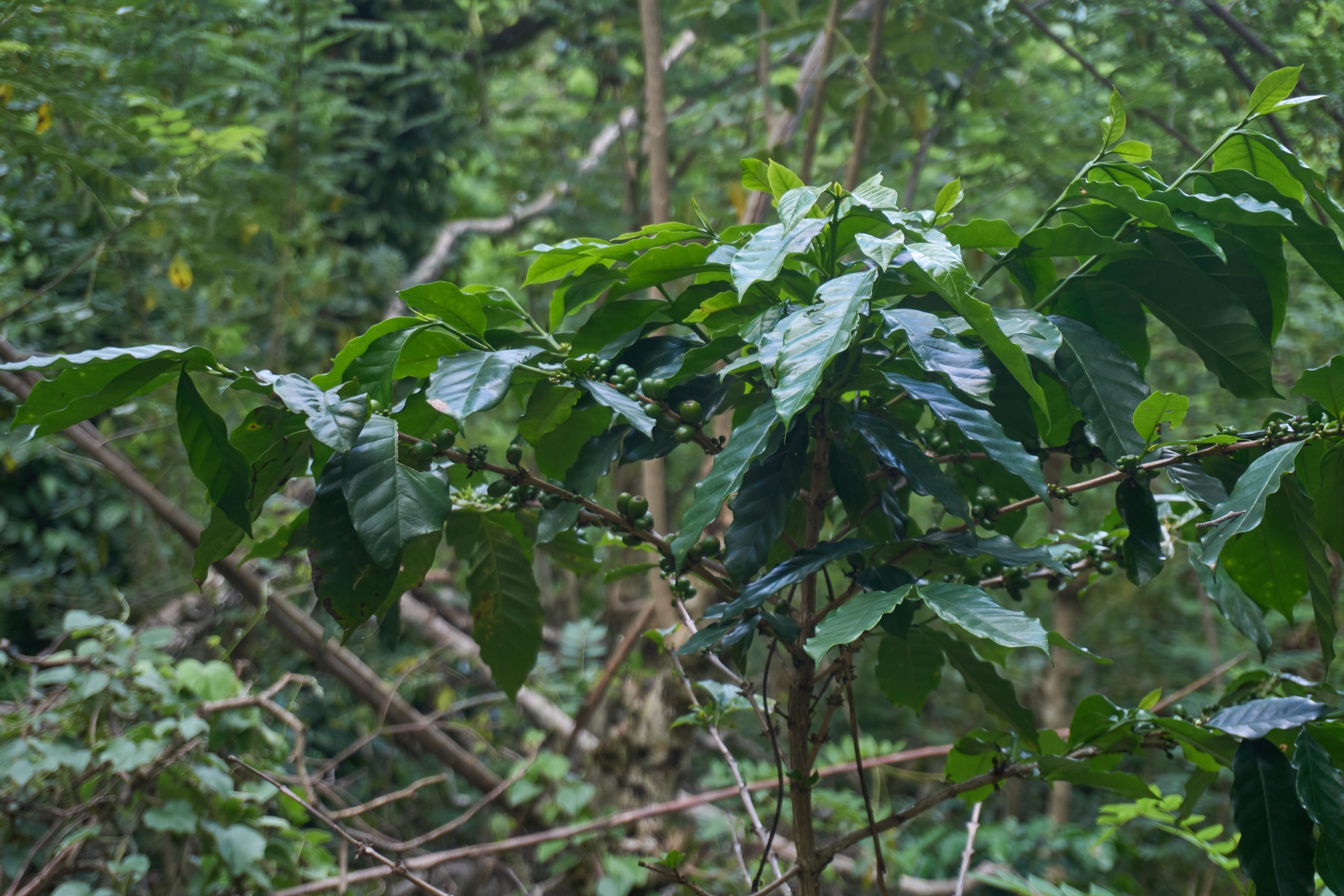 Coffee Plant