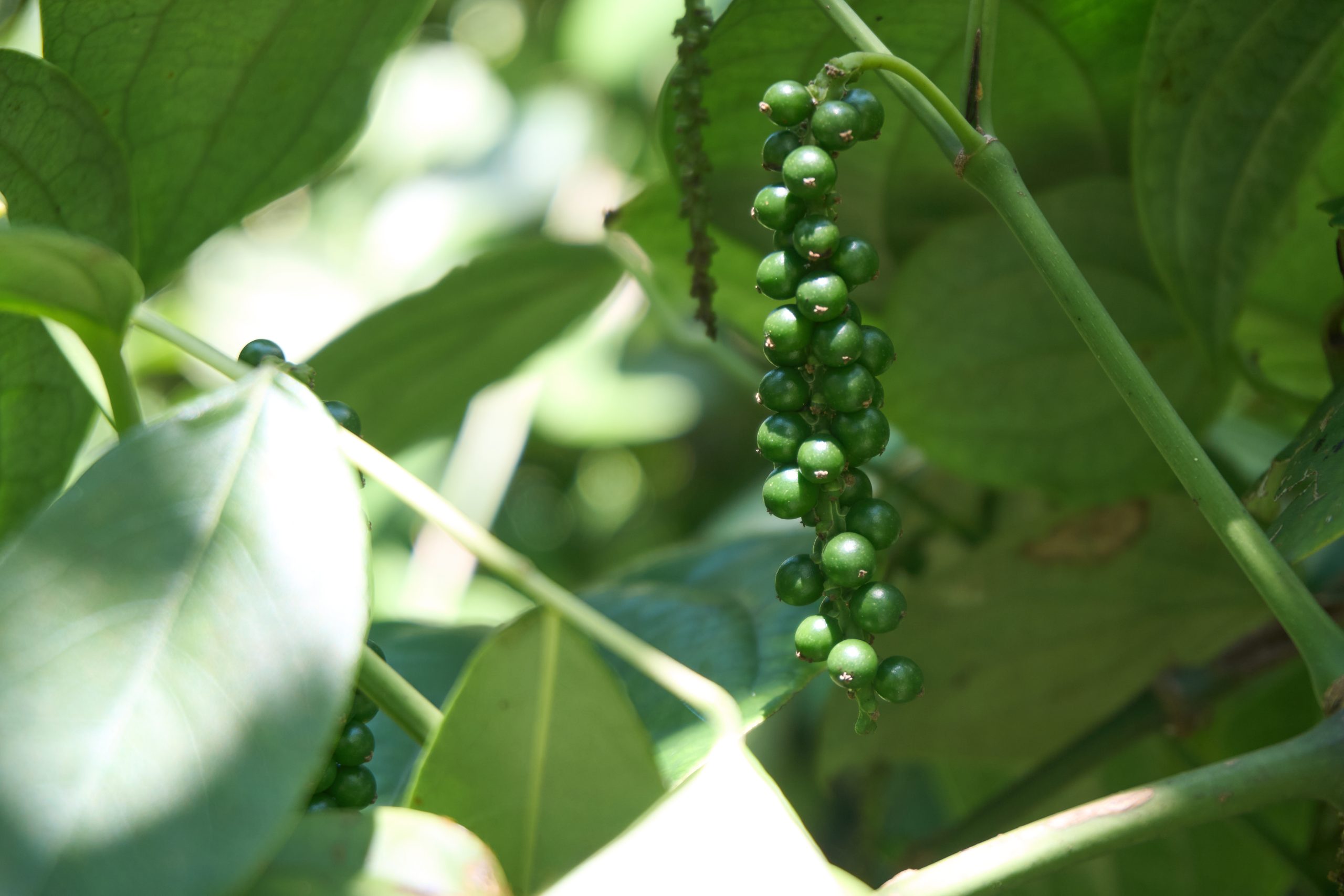 Pepper