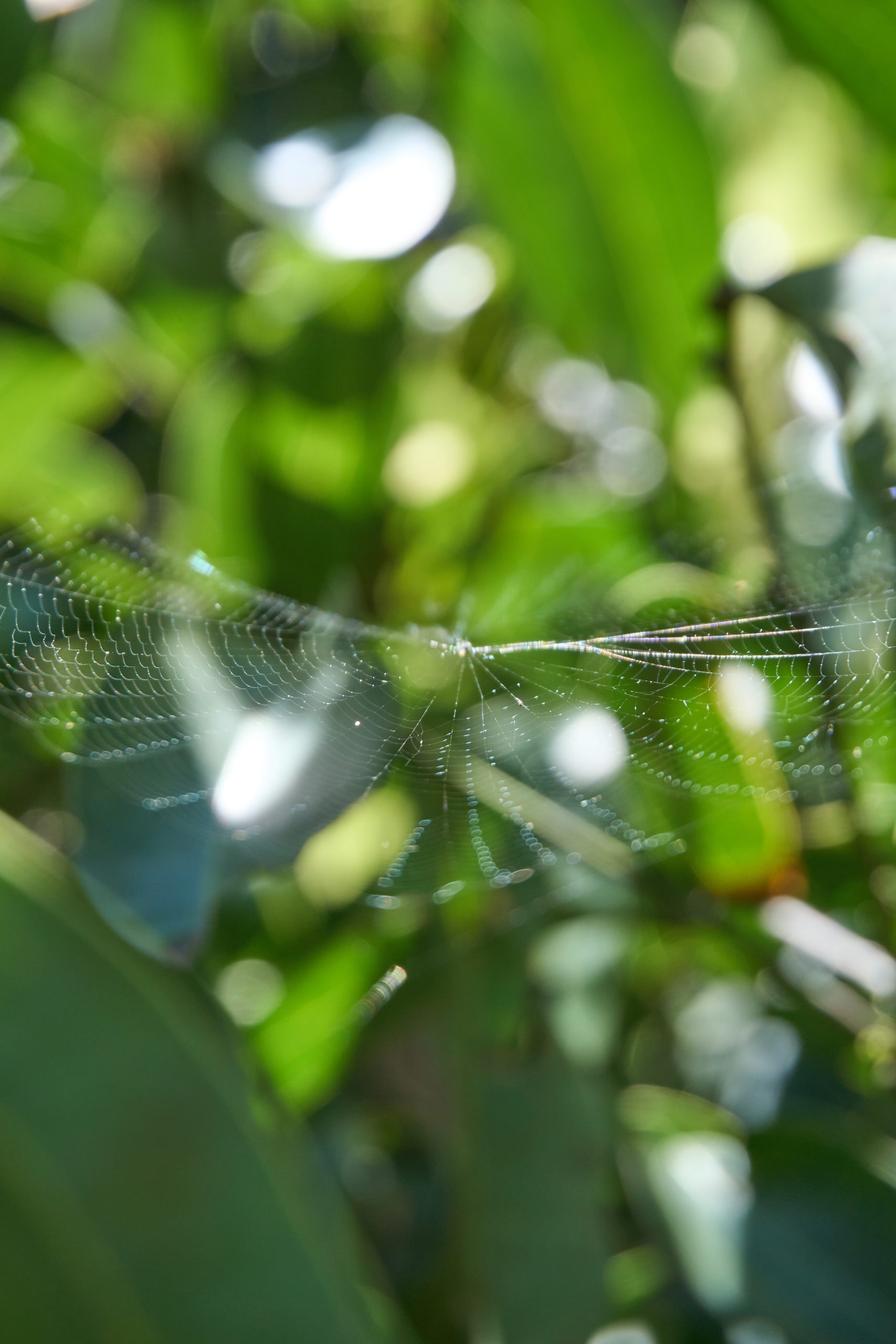 Spider web