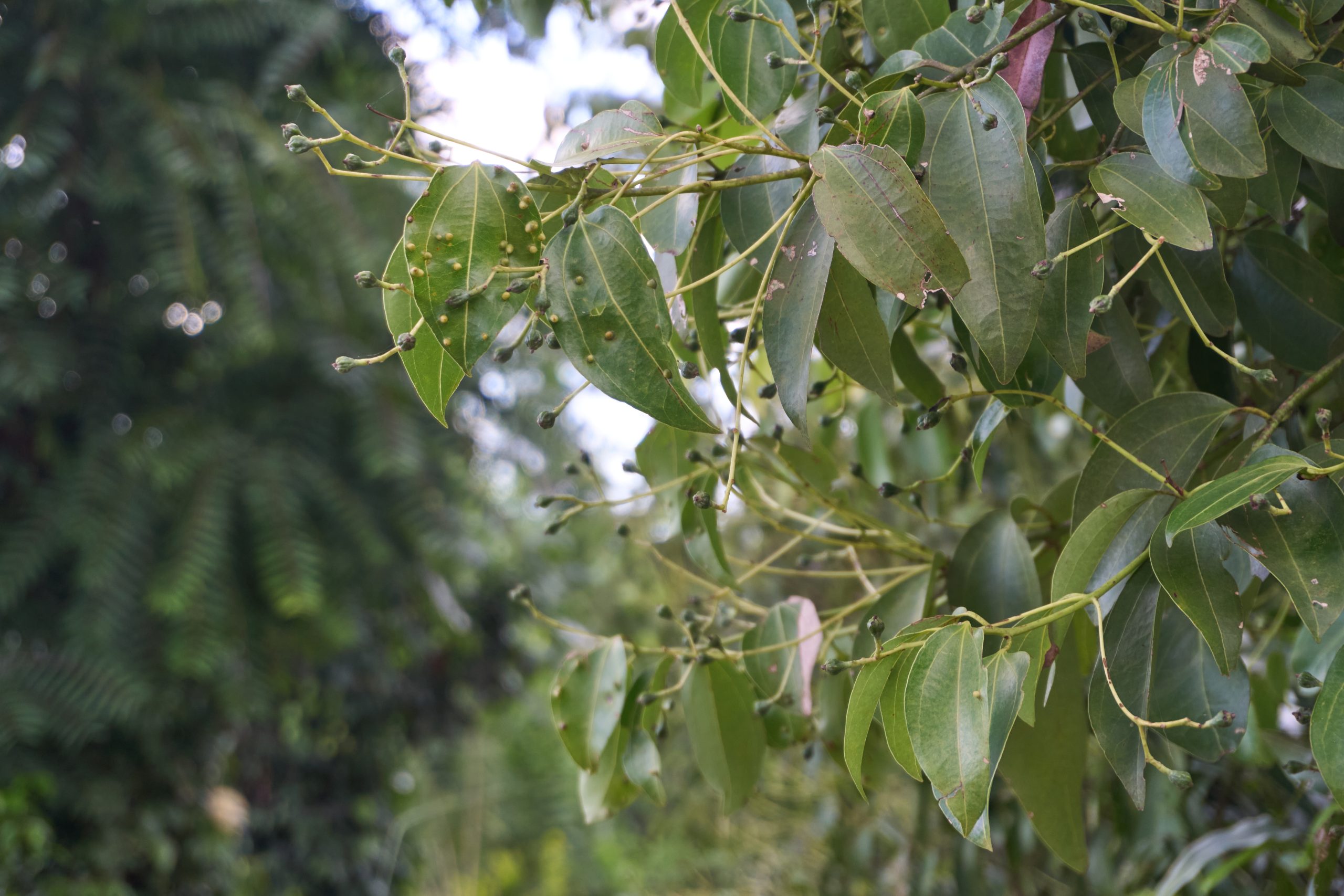 Cinnaman Tree