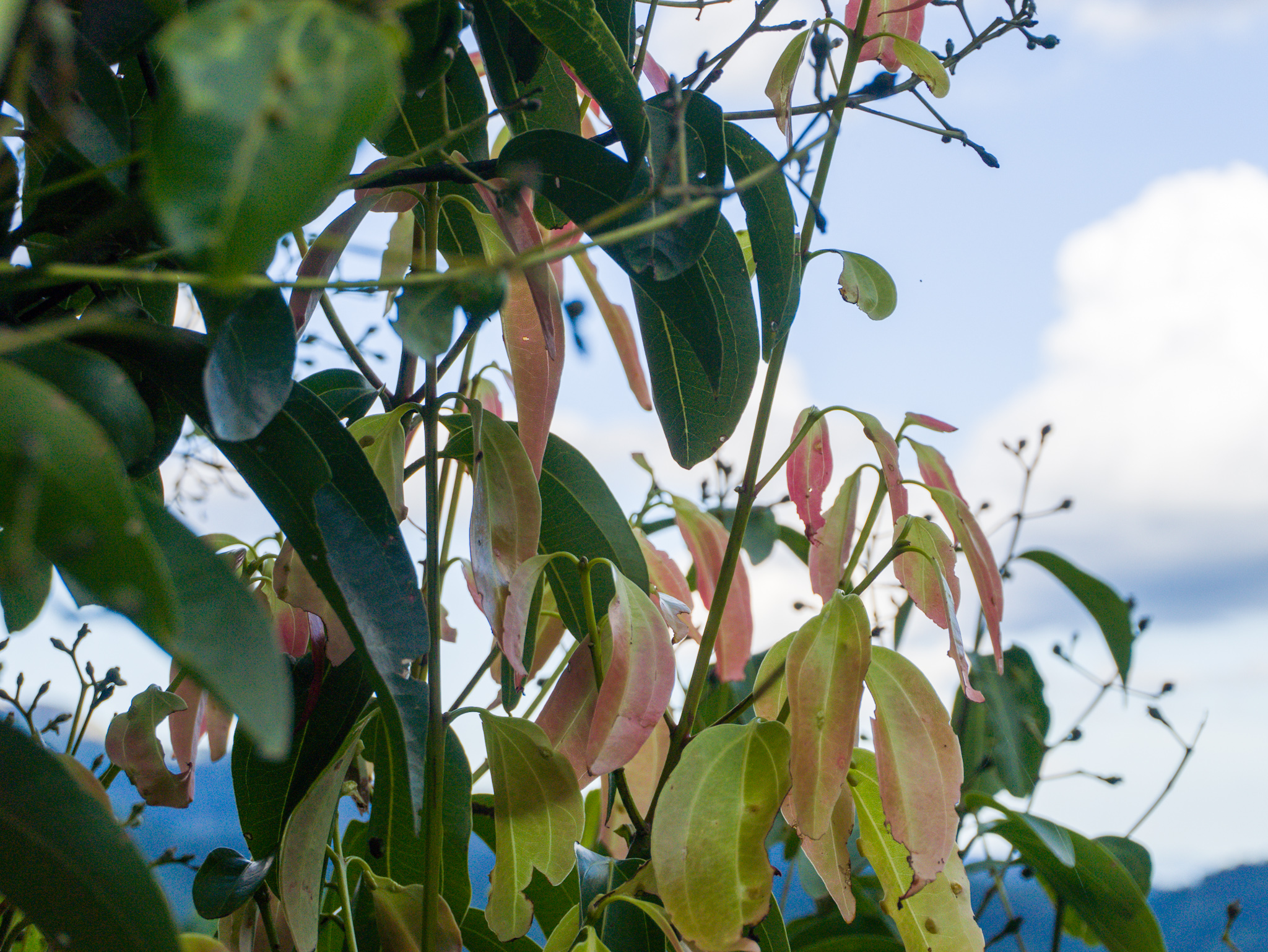 Cinnamon Plants
