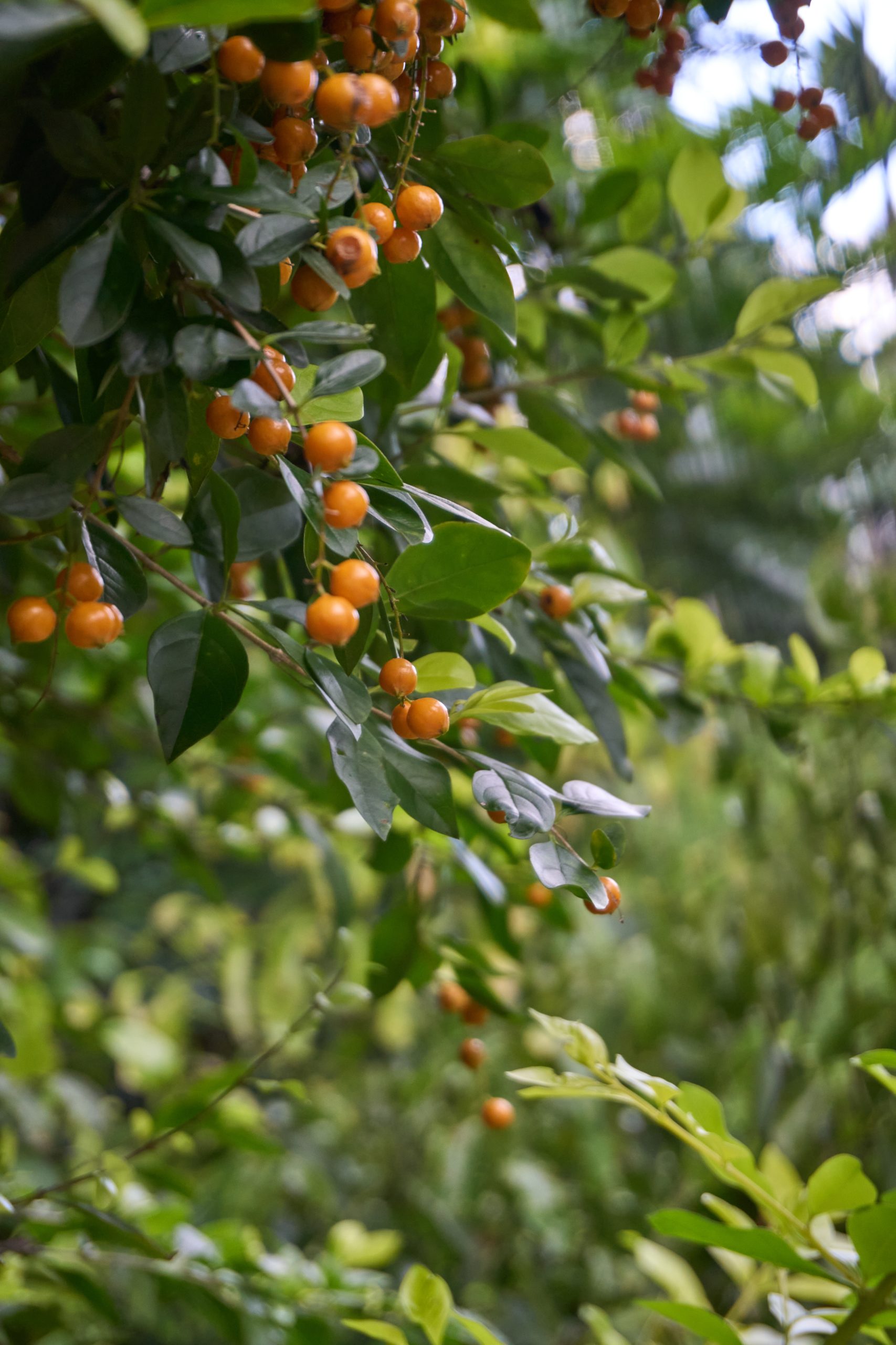 Andara Tree