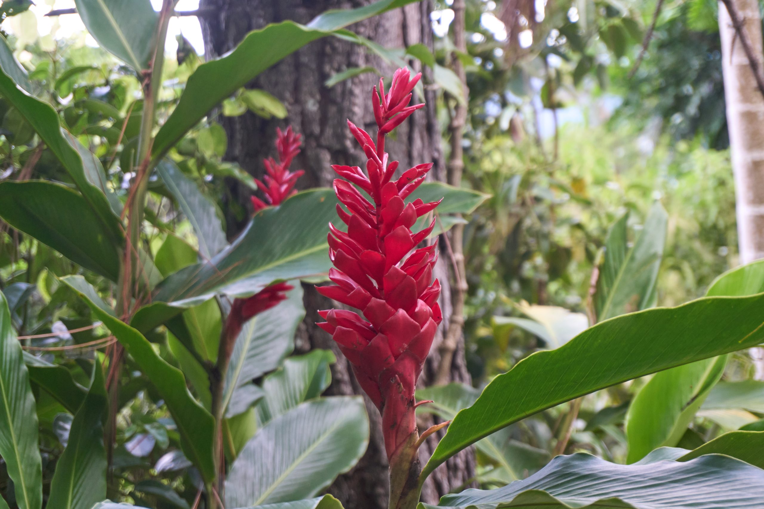 Red Ginger (Alpinia purpurata)