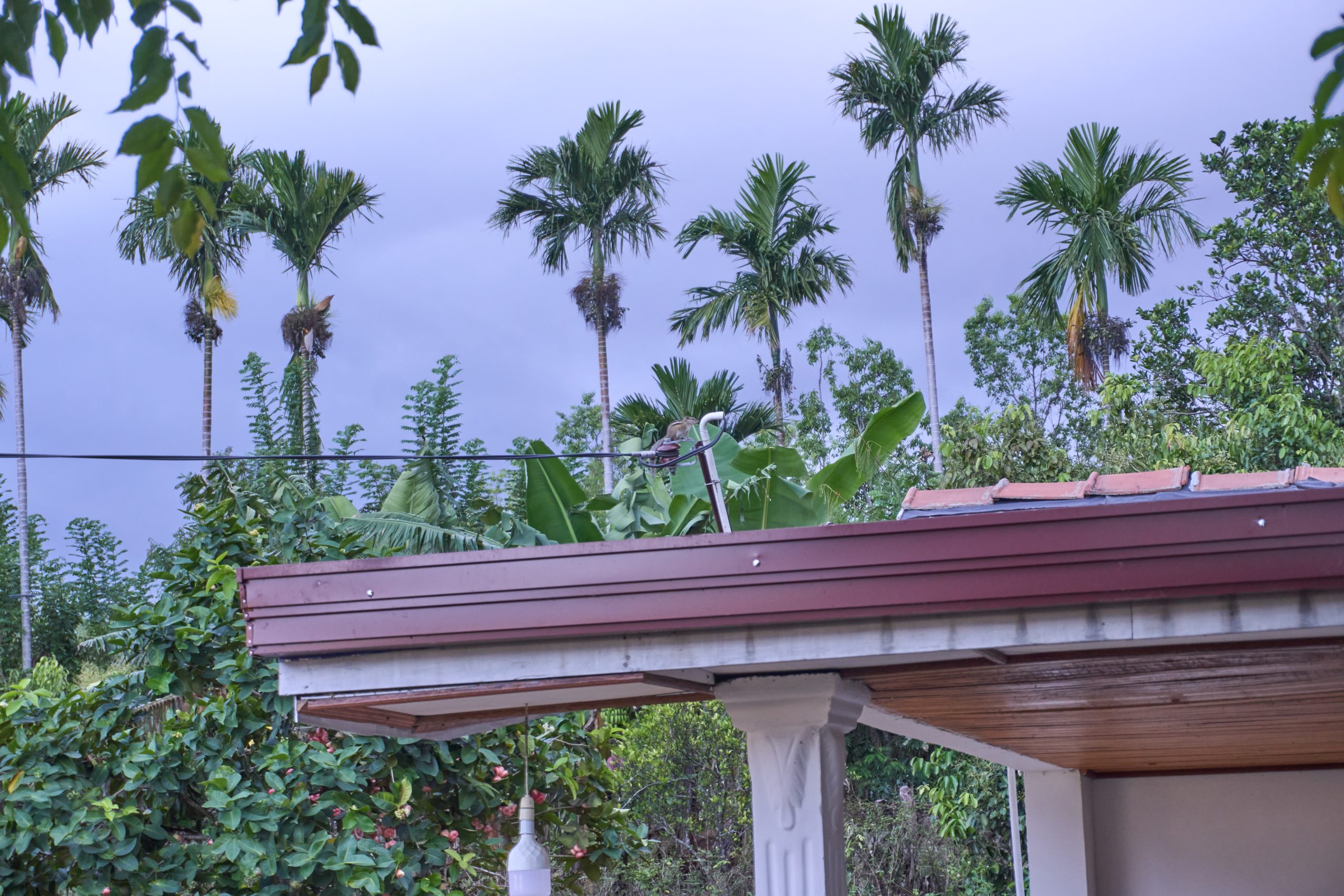 Areca nut tree