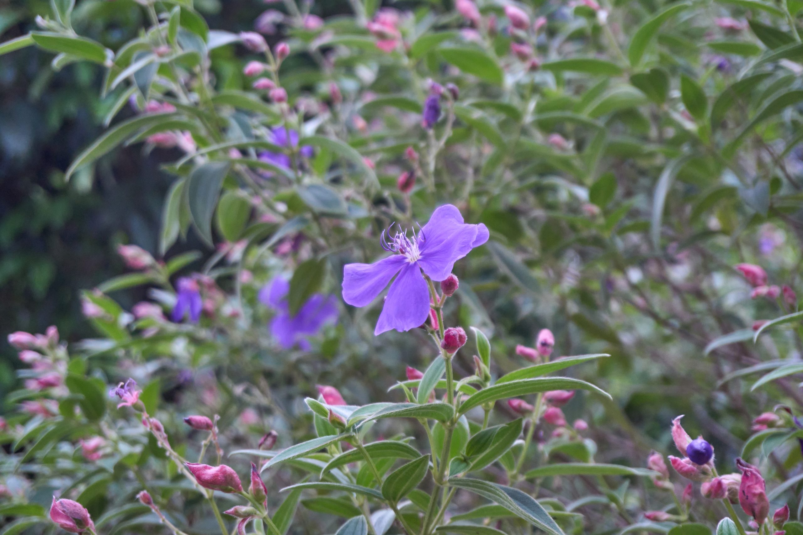 Bovitiya Flower