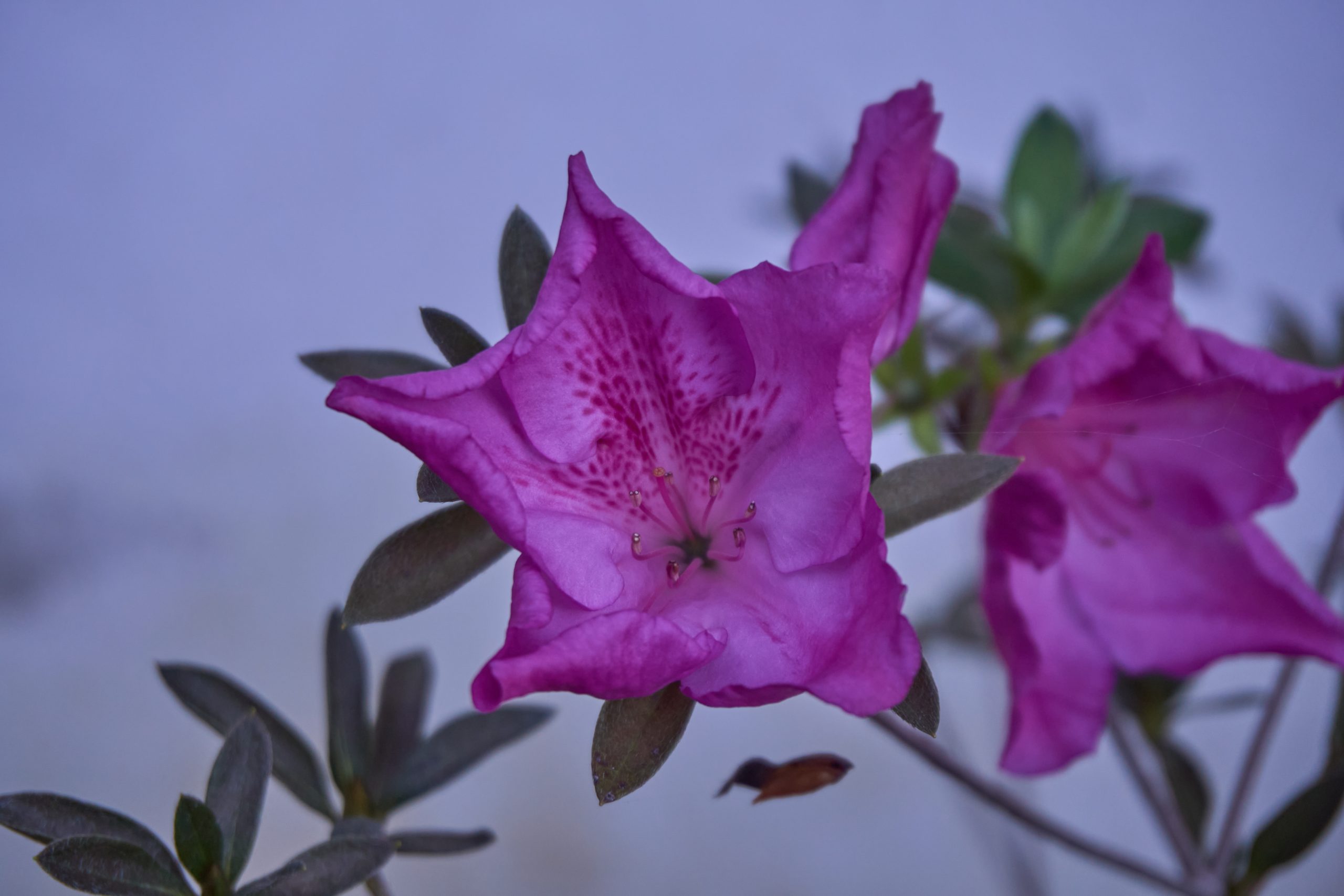 Azalea Flower