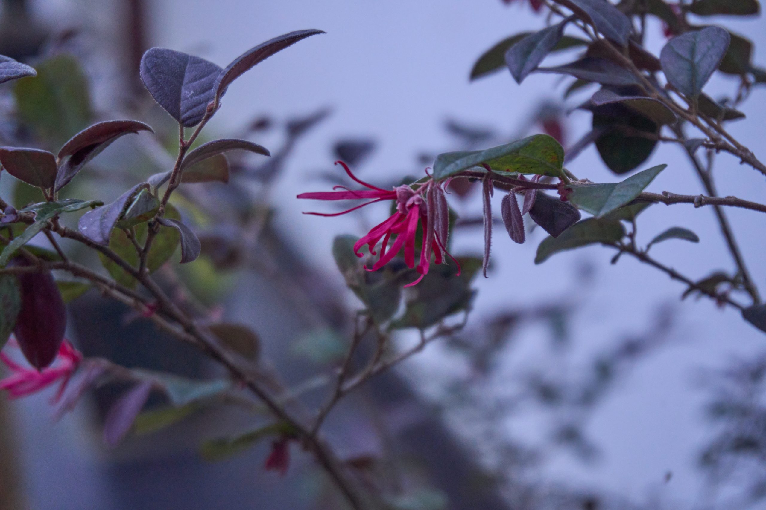 Chinese Fringe Flower